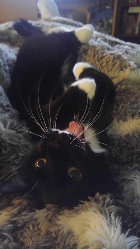 Entry image for Mulberry . Clicking this image will show a larger photo