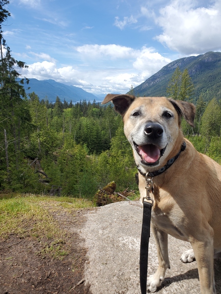 Entry image for Milo. Clicking this image will show a larger photo