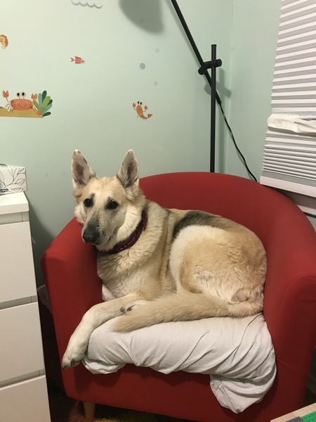 Entry image for Brando. Clicking this image will show a larger photo