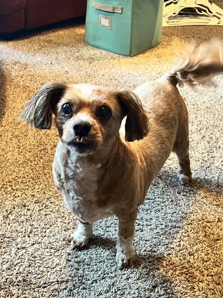 Entry image for Chloe . Clicking this image will show a larger photo