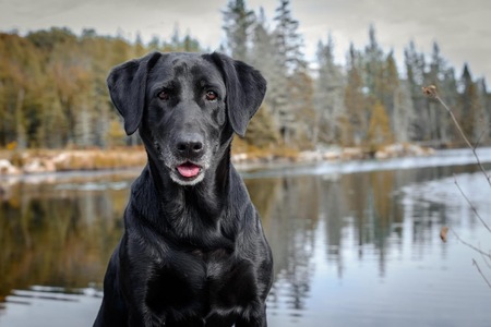 Entry image for Rogue. Clicking this image will show a larger photo