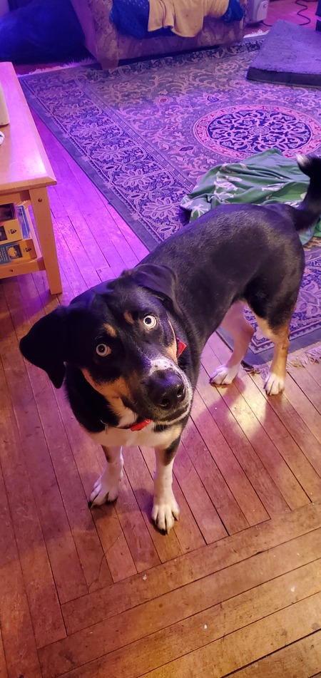 Entry image for Orion. Clicking this image will show a larger photo