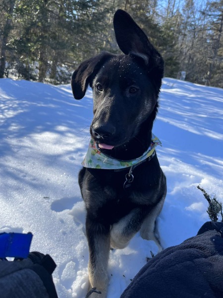 Entry image for Harley. Clicking this image will show a larger photo