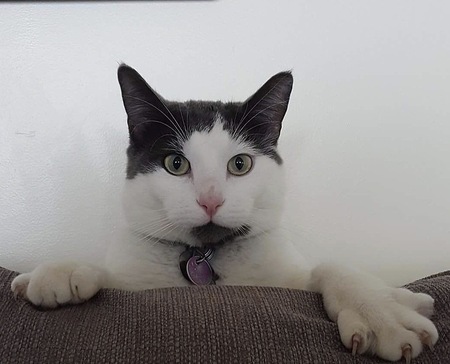 Entry image for Jullian. Clicking this image will show a larger photo