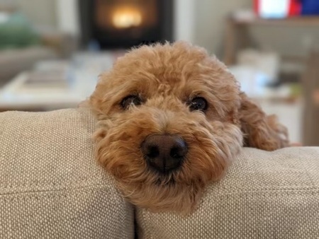 Entry image for Pugly. Clicking this image will show a larger photo