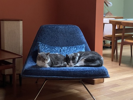 Entry image for Monkey and Belly. Clicking this image will show a larger photo