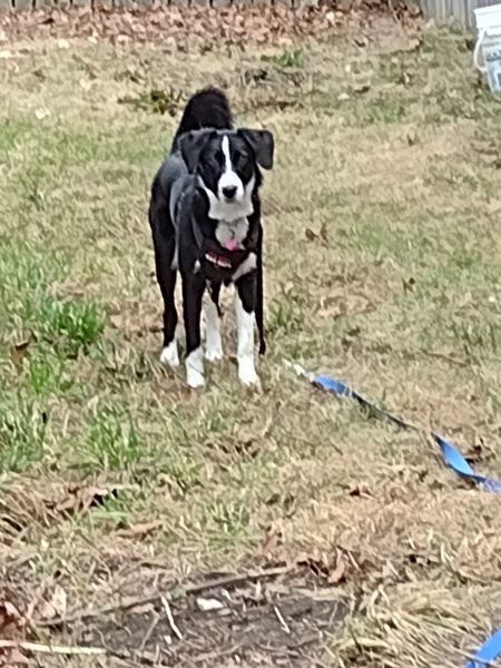 Entry image for Storm. Clicking this image will show a larger photo