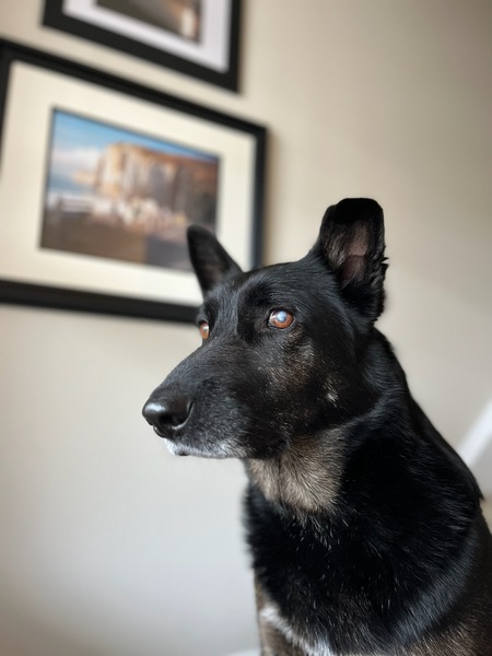 Entry image for Hunter. Clicking this image will show a larger photo