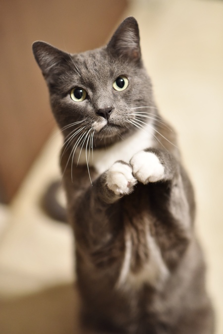 Entry image for Finnigan. Clicking this image will show a larger photo