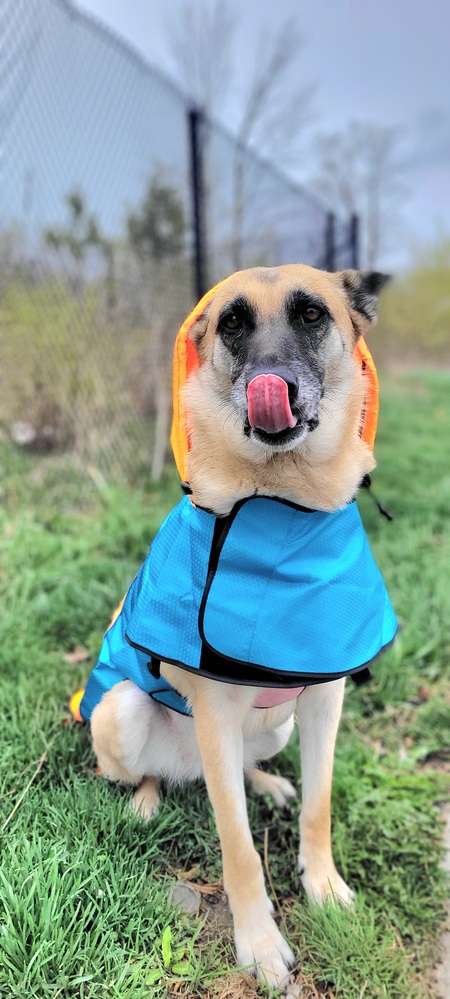 Entry image for Nova. Clicking this image will show a larger photo