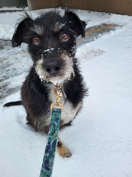 Entry image for Archie. Clicking this image will show a larger photo