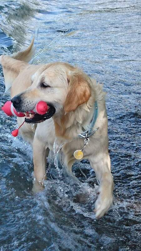 Entry image for Patrick . Clicking this image will show a larger photo