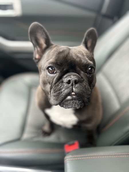 Entry image for Noelle. Clicking this image will show a larger photo