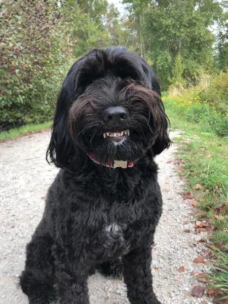 Entry image for Cooper. Clicking this image will show a larger photo