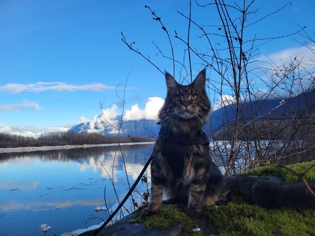 Entry image for Sebastian . Clicking this image will show a larger photo