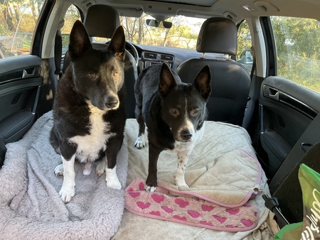 Entry image for Dash and Lily. Clicking this image will show a larger photo