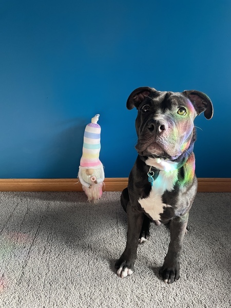 Entry image for Atticus. Clicking this image will show a larger photo