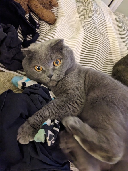 Entry image for Xiao Ba Wang. Clicking this image will show a larger photo