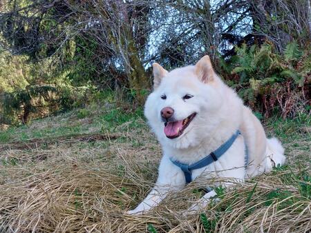 Entry image for Suki. Clicking this image will show a larger photo