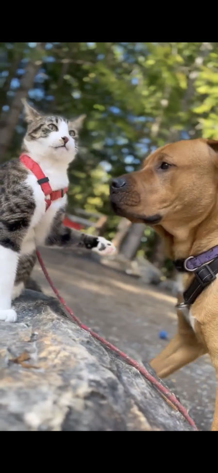 Entry image for Felix & hughy. Clicking this image will show a larger photo