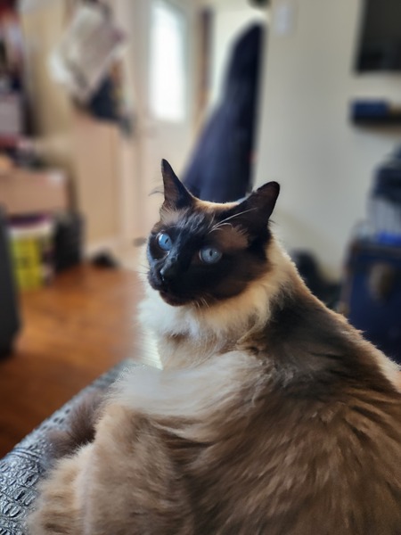 Entry image for Dumpling. Clicking this image will show a larger photo