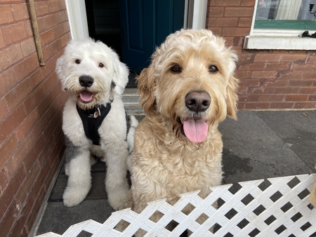 Entry image for Maverick and Boomer. Clicking this image will show a larger photo