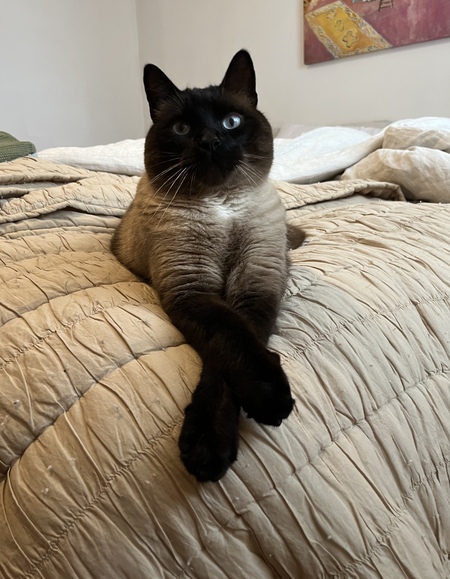 Entry image for Alonzo. Clicking this image will show a larger photo