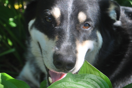 Entry image for Sammy. Clicking this image will show a larger photo