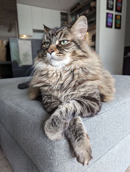 Entry image for Nimoy Jenkins. Clicking this image will show a larger photo