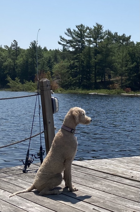 Entry image for Cordelia. Clicking this image will show a larger photo