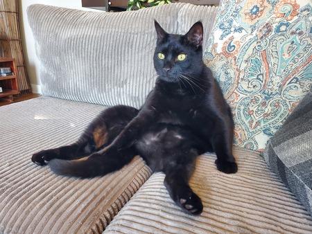 Entry image for Shadow. Clicking this image will show a larger photo