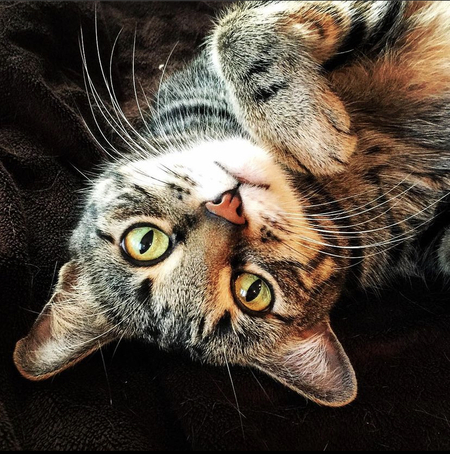 Entry image for Smokey. Clicking this image will show a larger photo