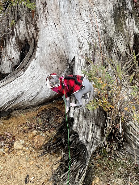 Entry image for Lucy. Clicking this image will show a larger photo