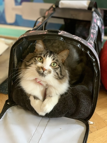 Entry image for Amelia. Clicking this image will show a larger photo