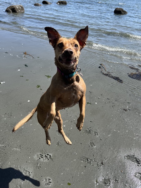 Entry image for Birdie. Clicking this image will show a larger photo