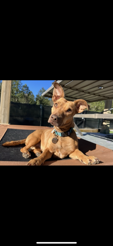 Entry image for Birdie. Clicking this image will show a larger photo