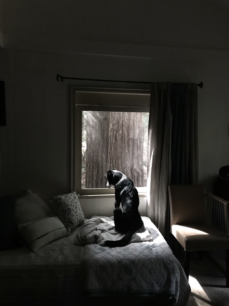 Entry image for Corazon Rose. Clicking this image will show a larger photo