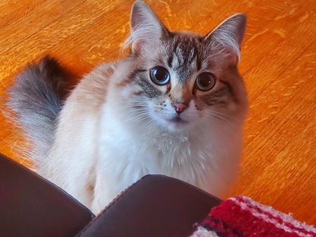 Entry image for Luna. Clicking this image will show a larger photo