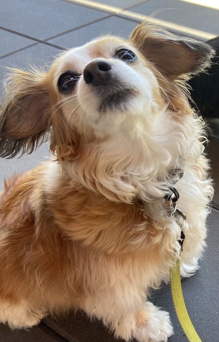 Entry image for Grey. Clicking this image will show a larger photo