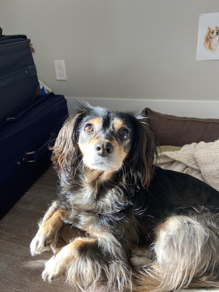 Entry image for Jetsey. Clicking this image will show a larger photo