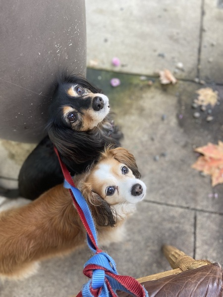 Entry image for Jersey and Grey. Clicking this image will show a larger photo