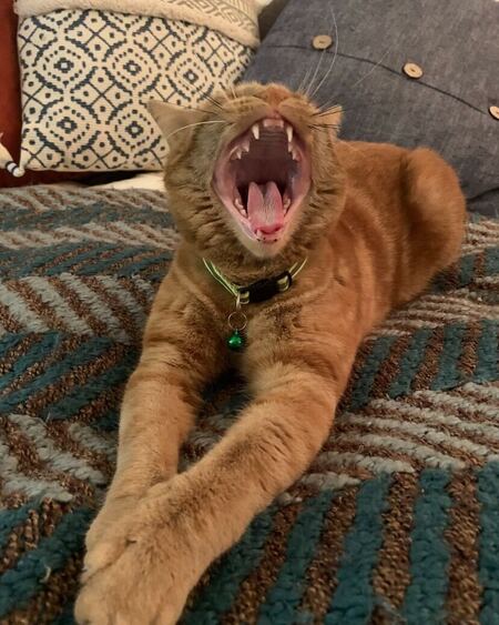 Entry image for Bonnie . Clicking this image will show a larger photo