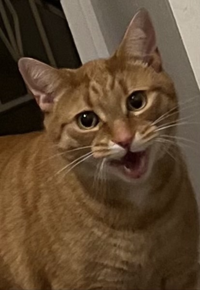 Entry image for Dexter. Clicking this image will show a larger photo