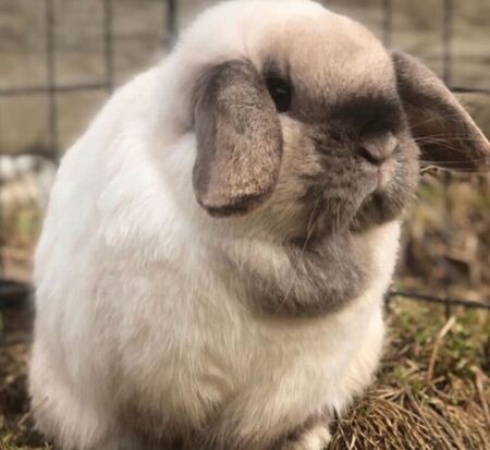 Entry image for Potato. Clicking this image will show a larger photo