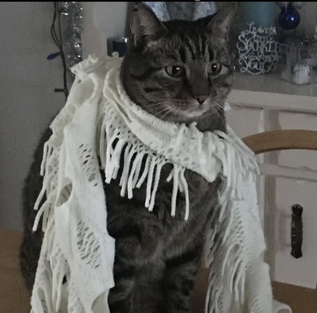 Entry image for Scooter. Clicking this image will show a larger photo