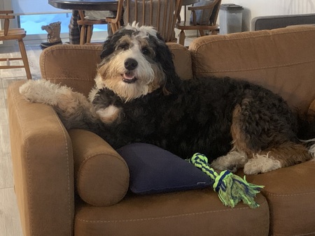 Entry image for Lucy. Clicking this image will show a larger photo