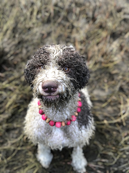 Entry image for Lahni. Clicking this image will show a larger photo