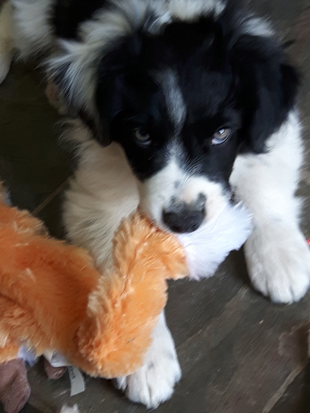 Entry image for Tazer. Clicking this image will show a larger photo