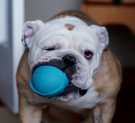 Entry image for Izzy. Clicking this image will show a larger photo