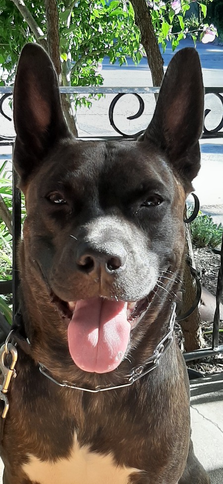 Entry image for BUDDY. Clicking this image will show a larger photo